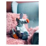 Dolce Ozzy das Känguru (1)