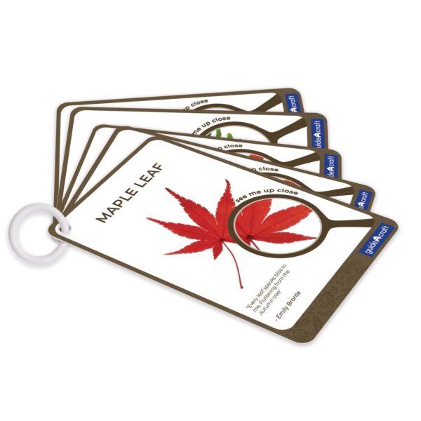 Guidecraft Specimen Stones - Plants