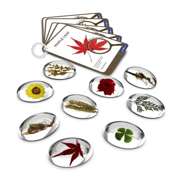 Guidecraft Specimen Stones - Plants
