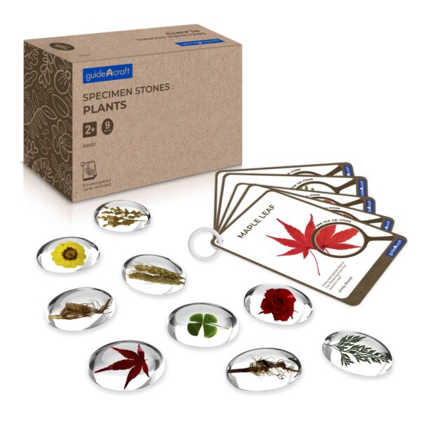 Guidecraft Specimen Stones - Plants